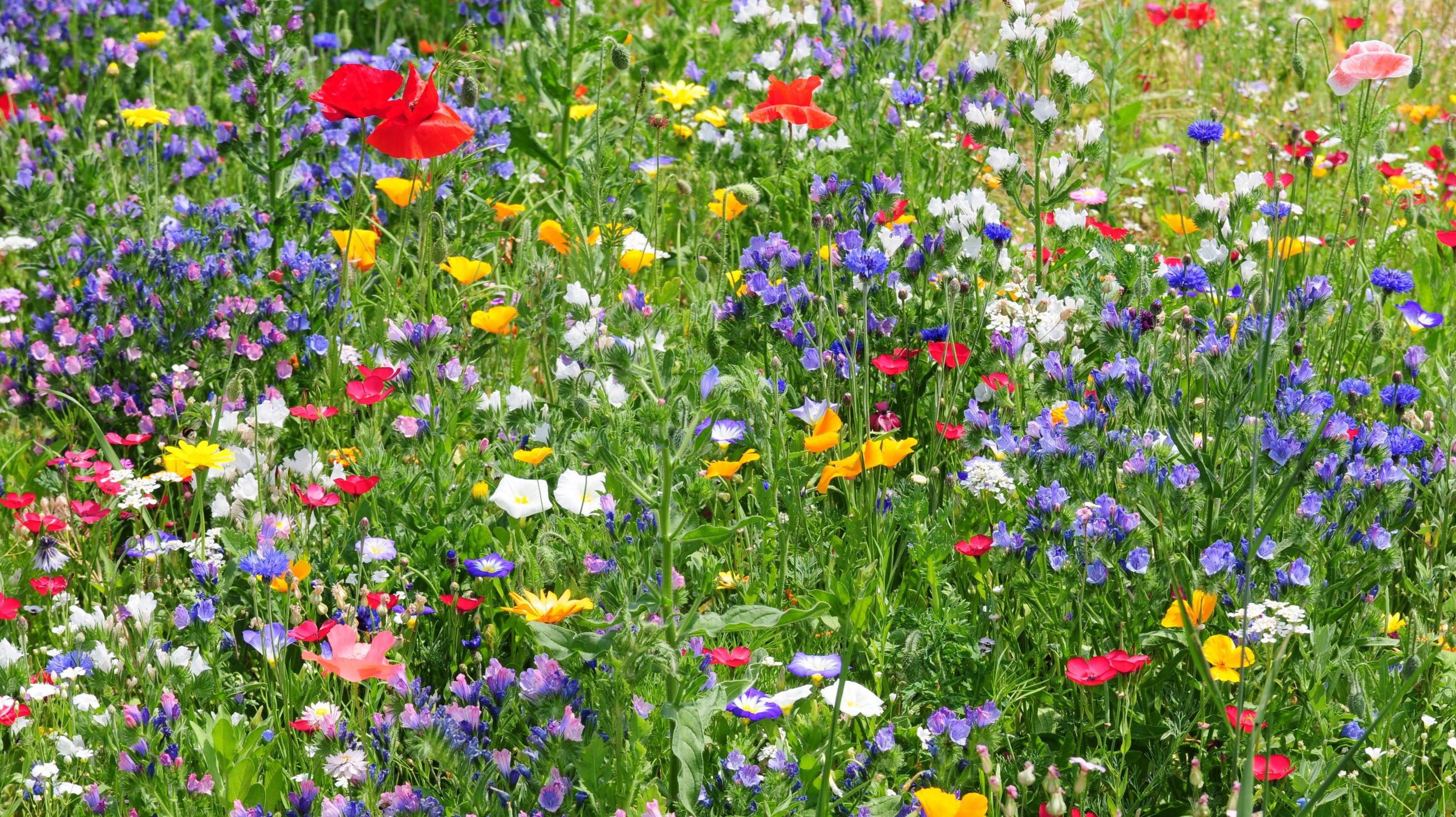 Wildflowers in many colors in field