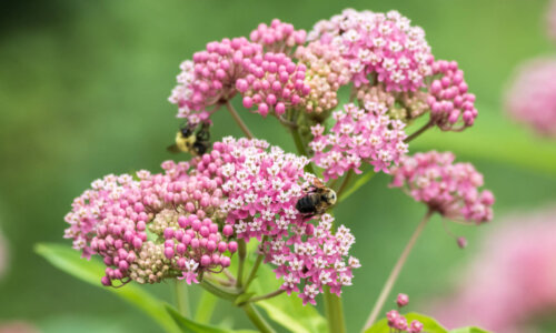 bees crawl on pink milkweed