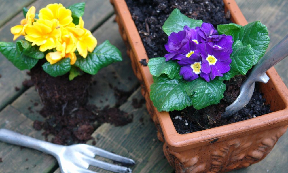 Yellow and purple annual flowers get planted in box.
