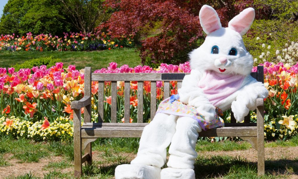 Easter bunny sits on bench in garden