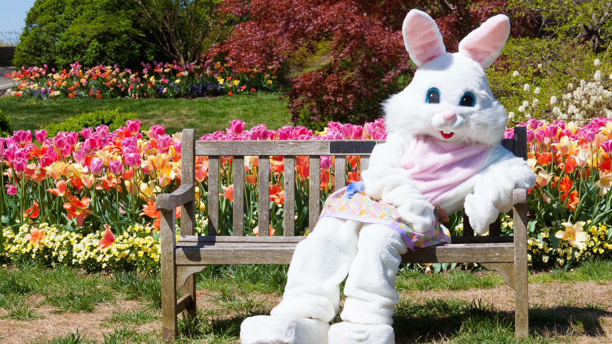 You can get a free Easter Bunny photo this spring at these two stores