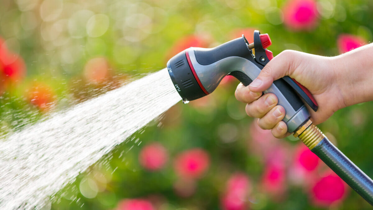 Watering garden flowers using hose