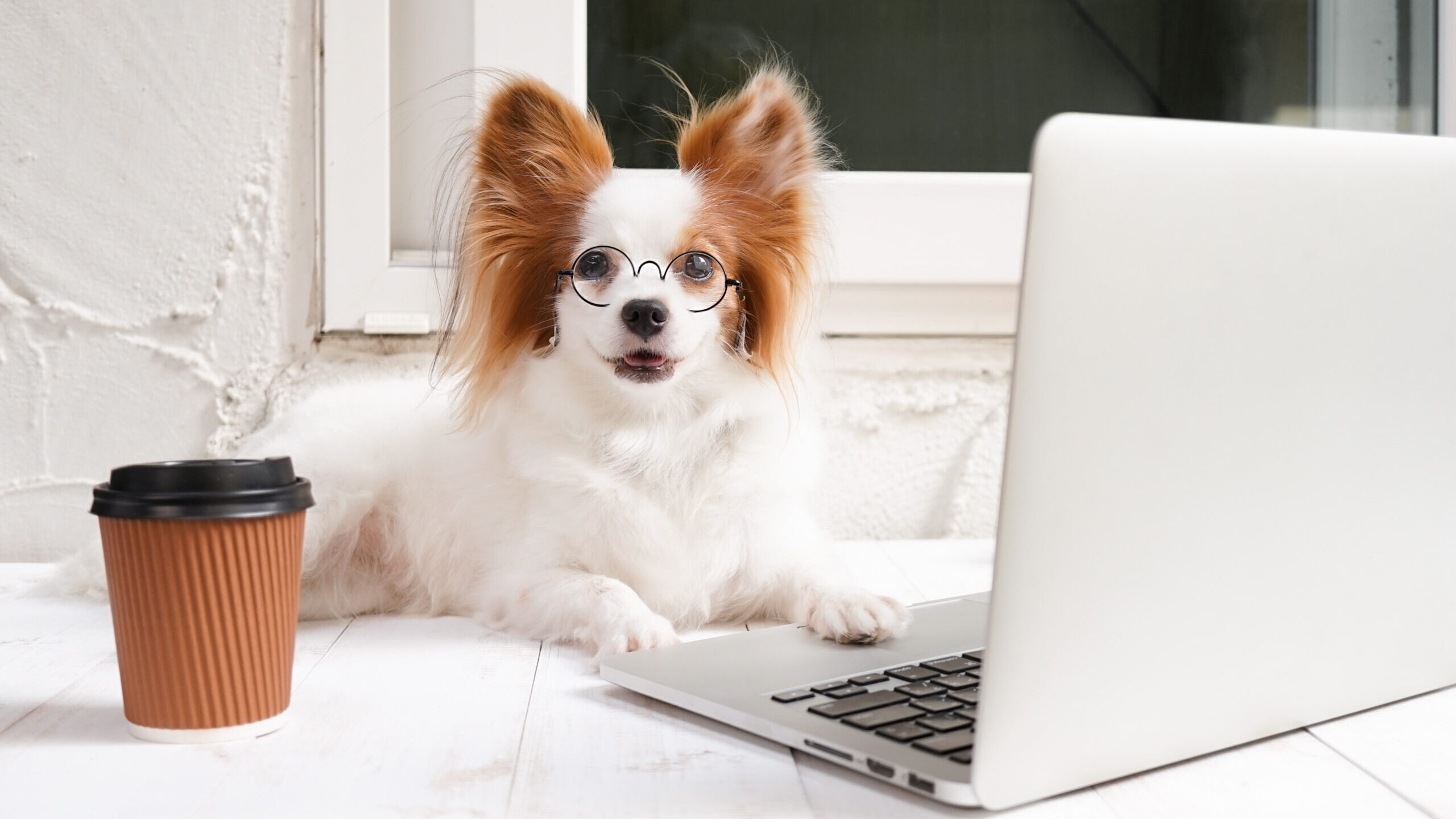Cute dog works at laptop