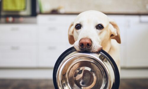 Cute dog holds food bowl in mouth