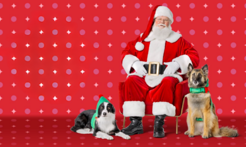 Holiday photo of Santa posing with two dogs.